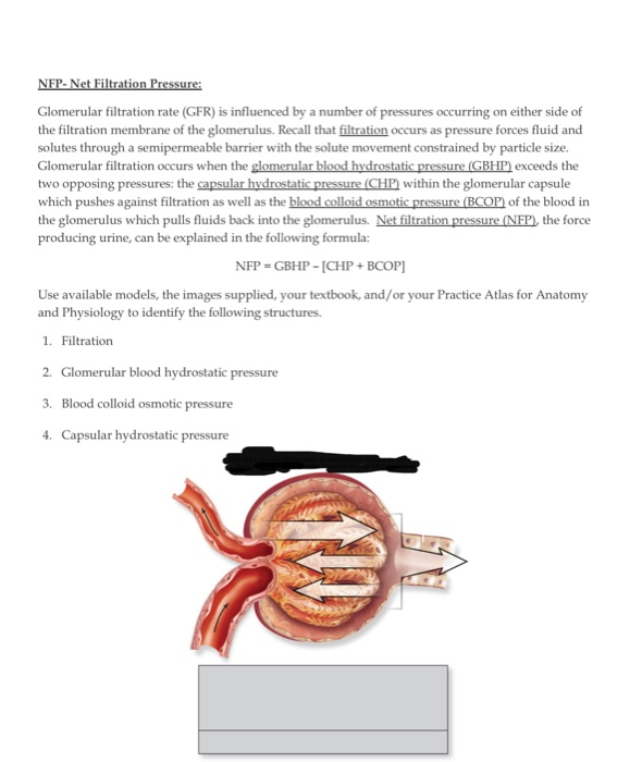 Solved NFP Net Filtration Pressure Glomerular filtration