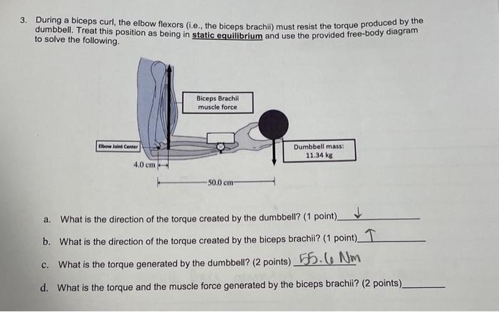 Solved 3. During a biceps curl, the elbow flexors (i.e., the | Chegg.com