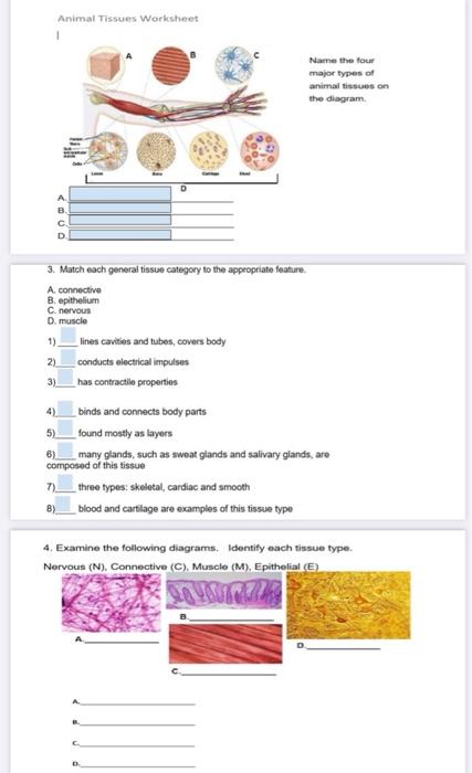 Solved Animal Tissues Worksheet Name the four major types of | Chegg.com