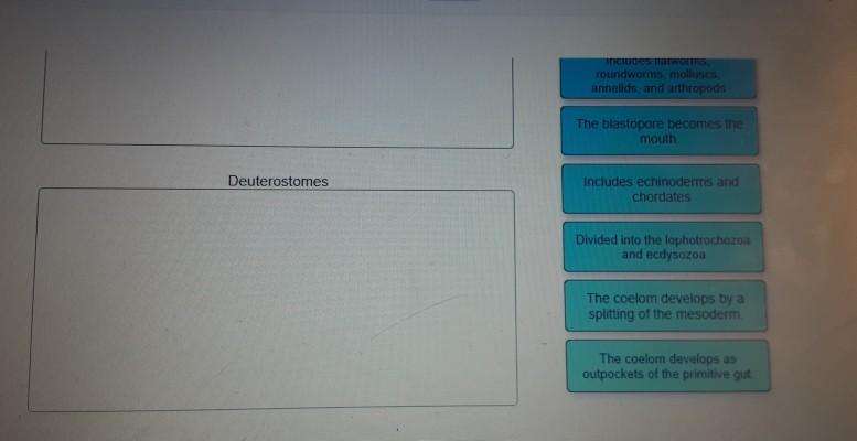 Solved Classify Each Of The Following Characteristics