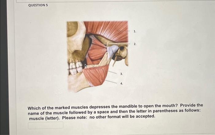 solved-which-of-the-marked-muscles-depresses-the-mandible-to-chegg