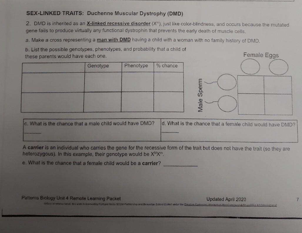 Solved SEX-LINKED TRAITS: Duchenne Muscular Dystrophy (DMD) | Chegg.com