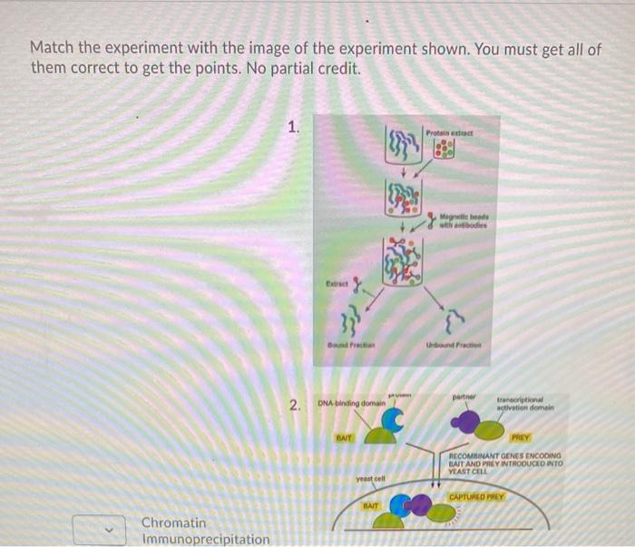 Solved Match the experiment with the image of the experiment | Chegg.com