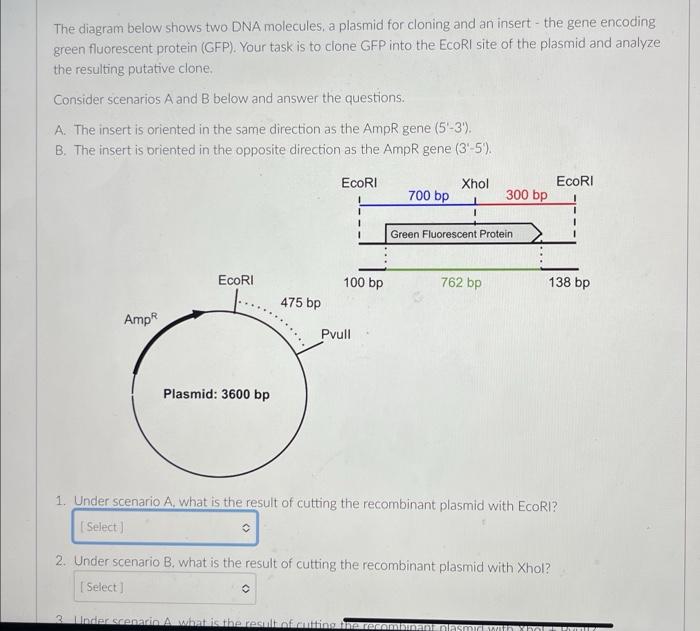 The diagram below shows two DNA molecules, a plasmid | Chegg.com