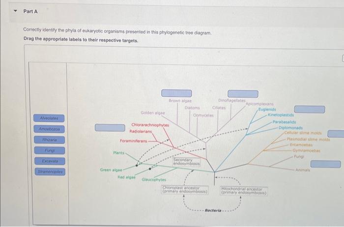 Evolutionary tree showing enzyme diversification during Mesoarchean era