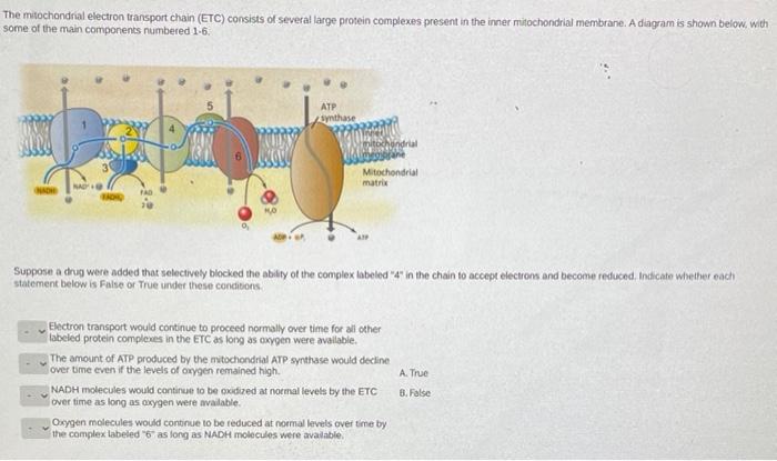 Solved The mitochondrial electron transport chain (ETC) | Chegg.com