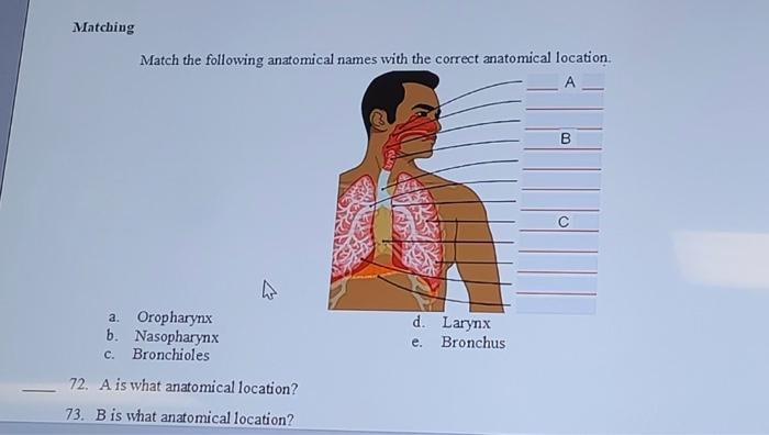 Solved Match the following anatomical names with the correct | Chegg.com