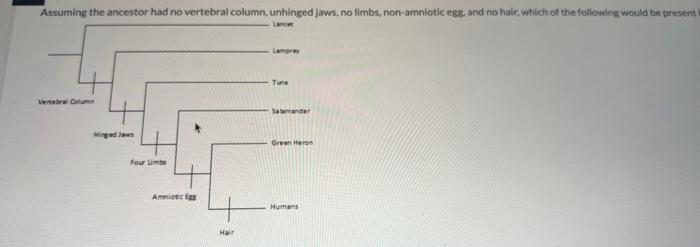 Assuming the ancestor had no vertebral column, | Chegg.com