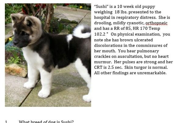 Sushi is a 10 week old puppy weighing 18 lbs. presented to the hospital in respiratory distress. She is drooling, mildly cy