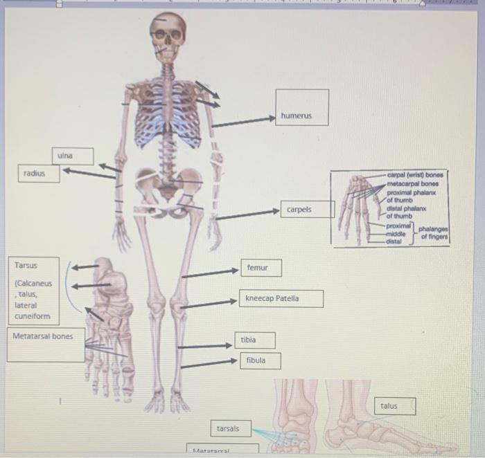 Solved humerus uina radius s Carpels carpal (wrist bones | Chegg.com