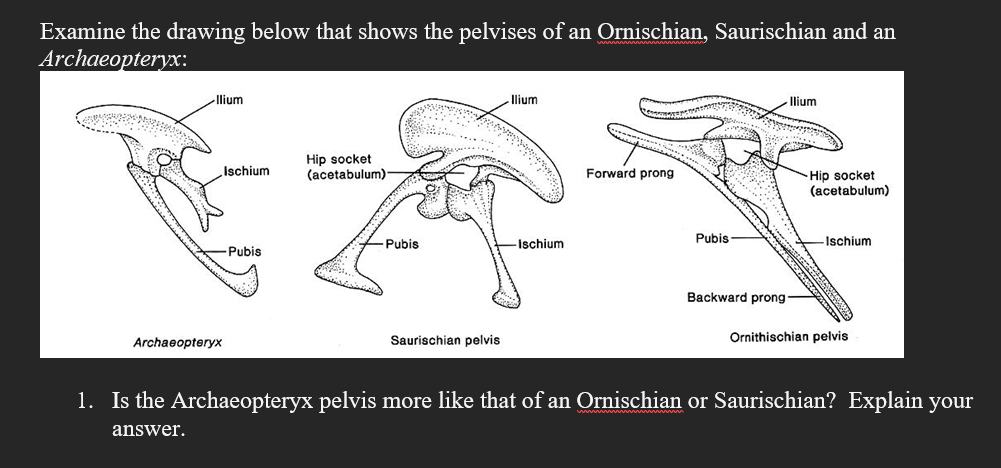 Solved Examine the drawing below that shows the pelvises of | Chegg.com