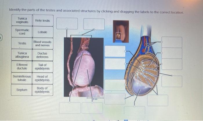 Testes: Anatomy, Function, and Associated Conditions