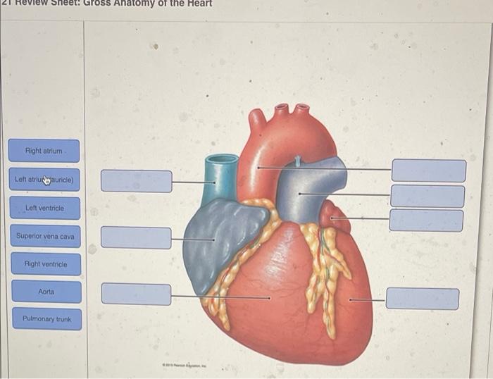 Solved 21 Review Sheet: Gross Anatomy of the Heart Right | Chegg.com