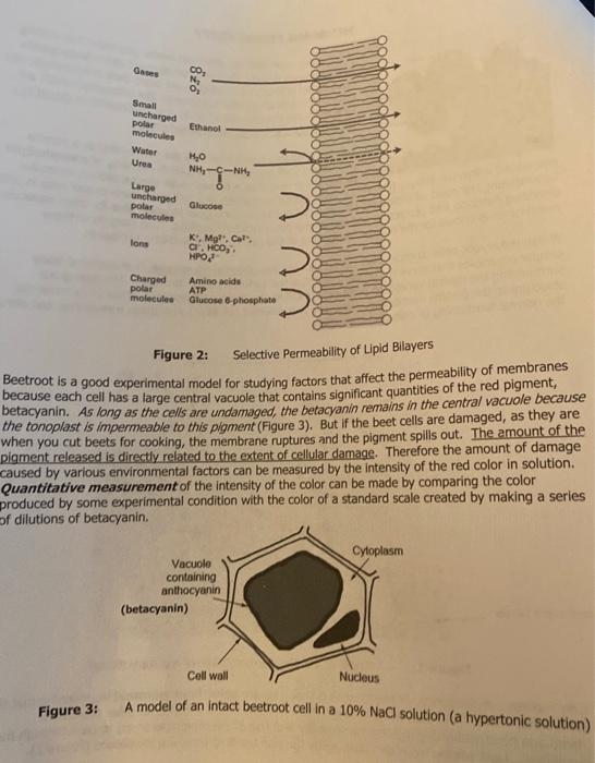 Solved MEMBRANE PERMEABILITY beets releases a great deal of | Chegg.com