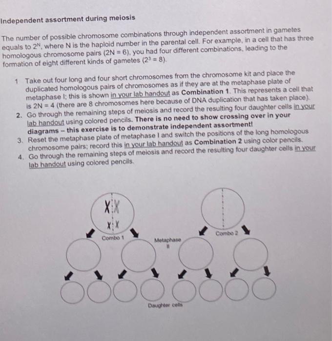 dependent assortment during meiosis he number of | Chegg.com