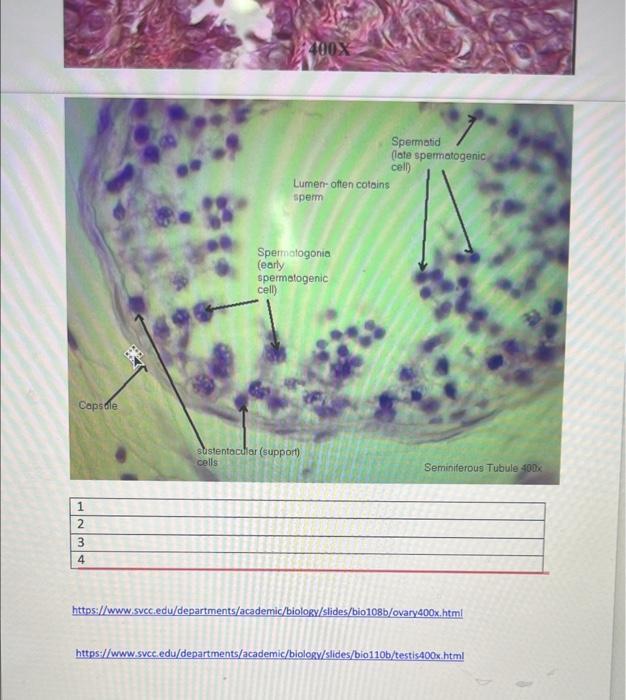You are using a 400X magnification of each. (Hint: | Chegg.com