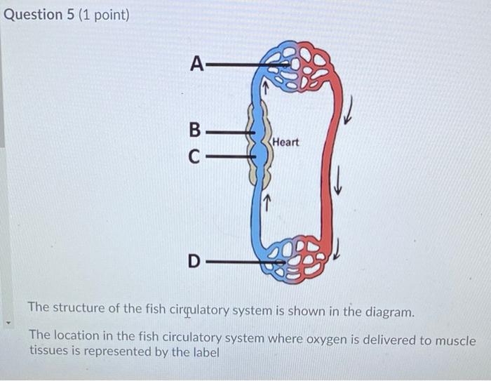 fish heart diagram