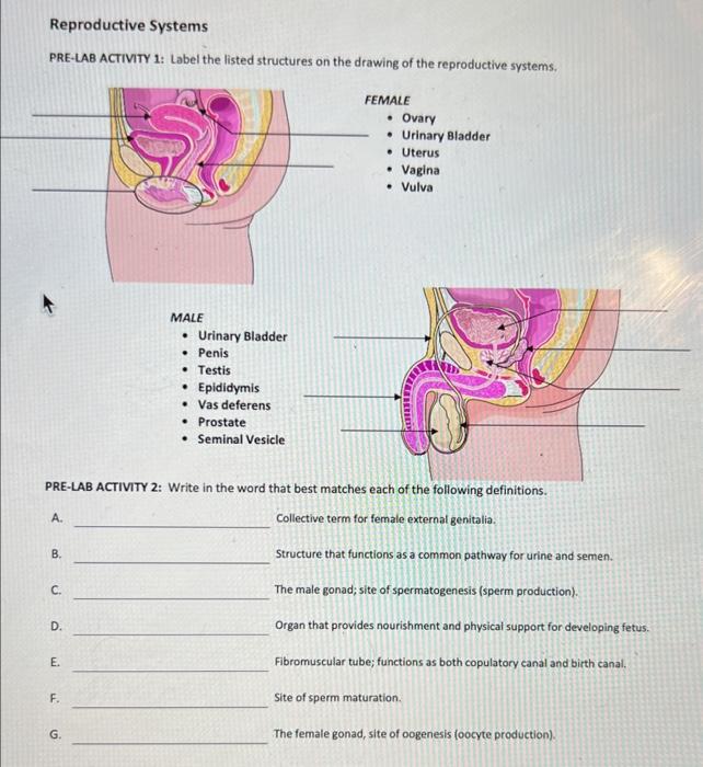 Solved Reproductive Systems PRE-LAB ACTIVITY 1: Label the | Chegg.com
