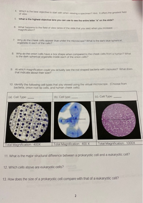 Solved Lab Report 4 Introduction To The Microscope And Chegg