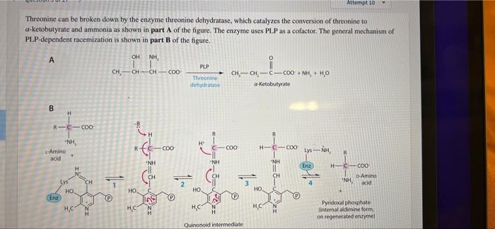 Solved Attempt 10 Threonine can be broken down by the enzyme | Chegg.com