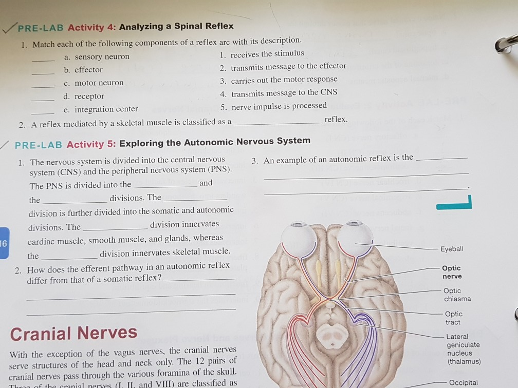 What Nerves Pass Through The Internal Acoustic Meatus