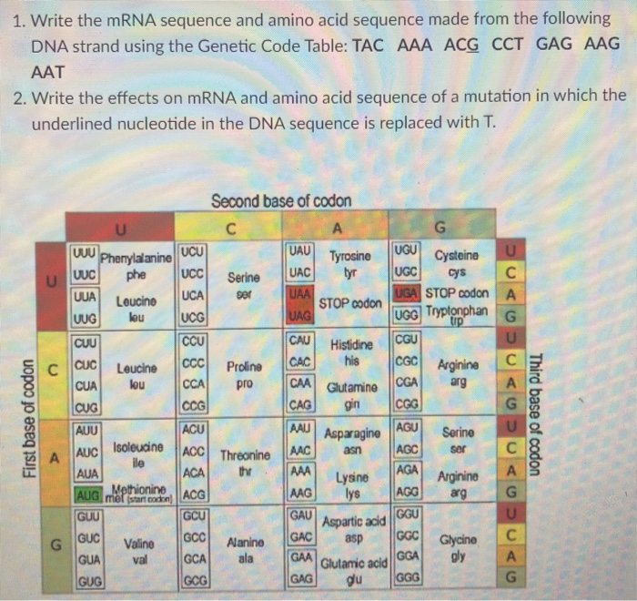 Solved 1. Write the mRNA sequence and amino acid sequence