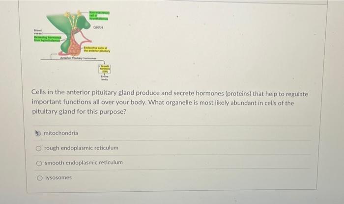 Solved Cells in the anterior pituitary gland produce and | Chegg.com