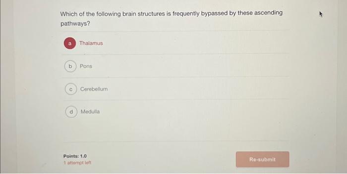 Solved Which of the following brain structures is frequently | Chegg.com
