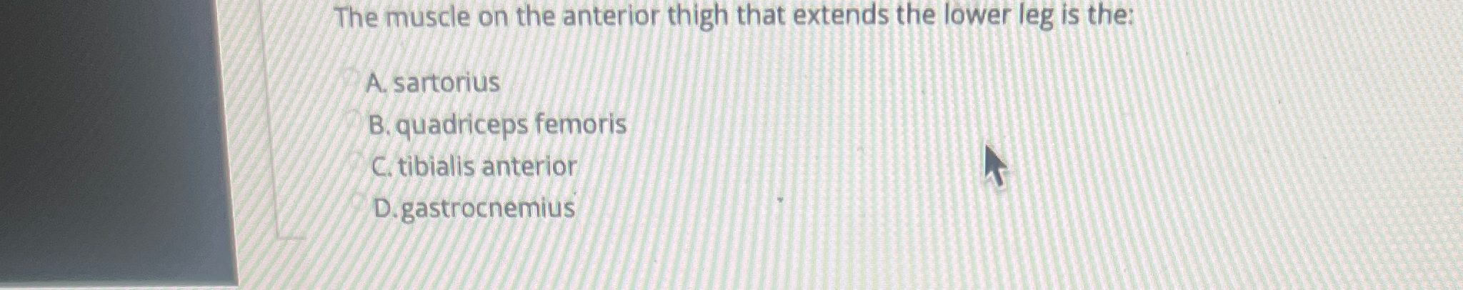 Solved The muscle on the anterior thigh that extends the | Chegg.com