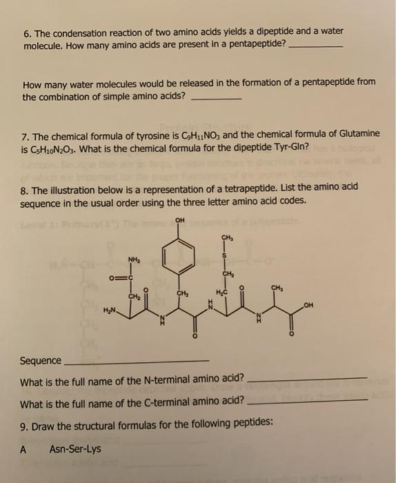 Solved Amino acids combine to form peptides and ultimately
