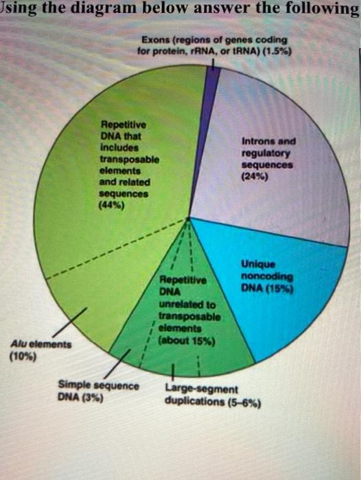 Solved Using the diagram below answer the following Exons | Chegg.com
