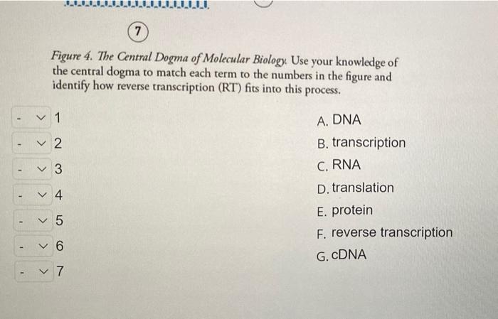 Solved Recall the central dogma of molecular biology. Where | Chegg.com