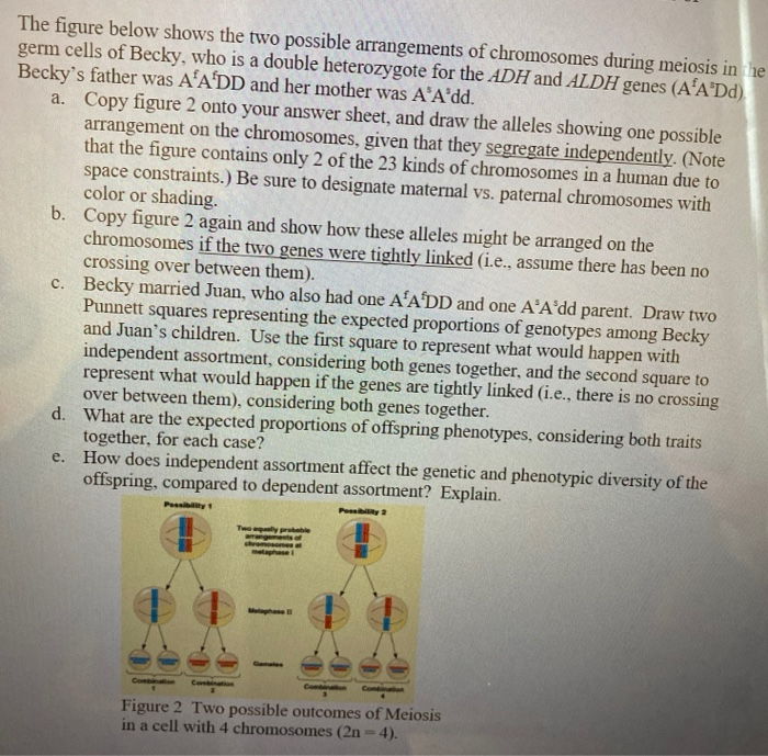 The figure below shows the two possible arrangements | Chegg.com
