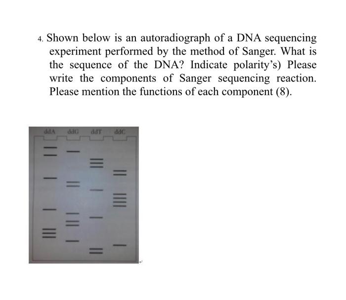 Solved 4. Shown below is an autoradiograph of a DNA
