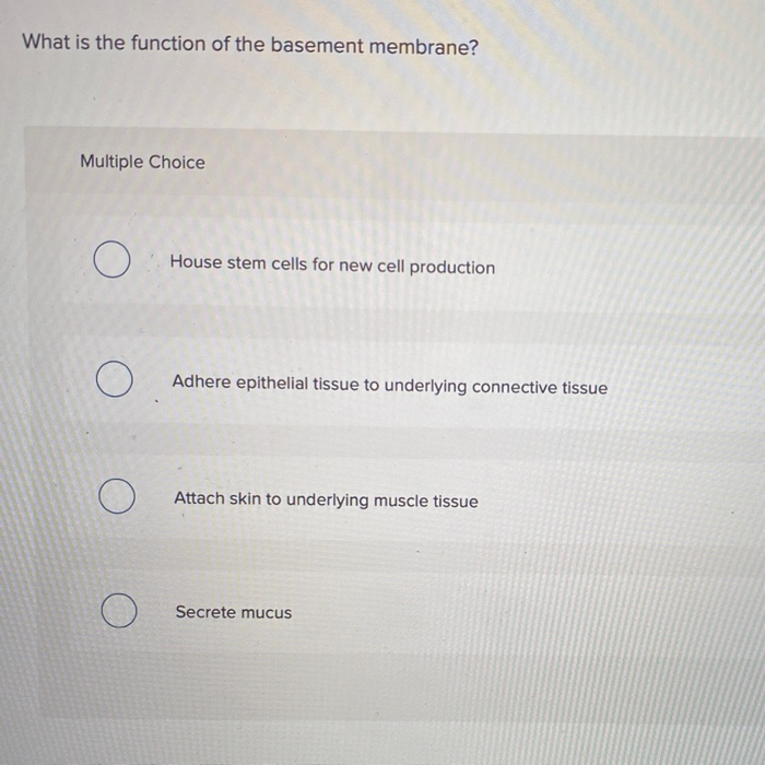 solved-what-is-the-function-of-the-basement-membrane-chegg