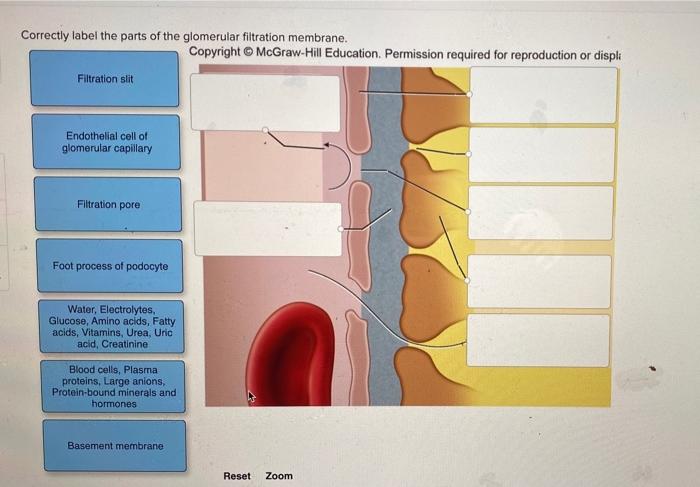 Correctly Label The Parts Of The Glomerular Chegg Com