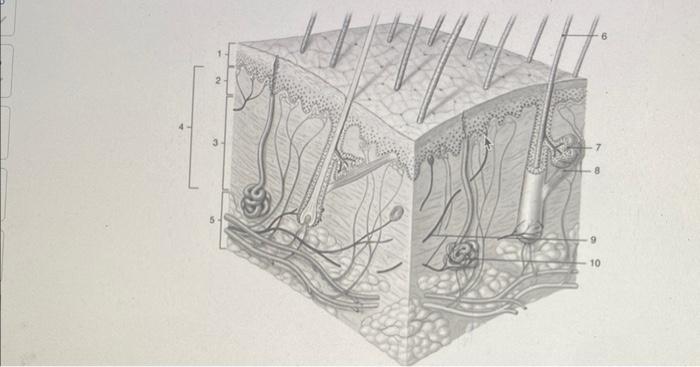 Solved Figure 5-1 The Components of the Integumentary System | Chegg.com