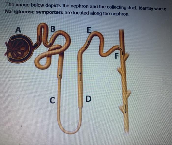Solved What happens to glomerular filtration rate when the