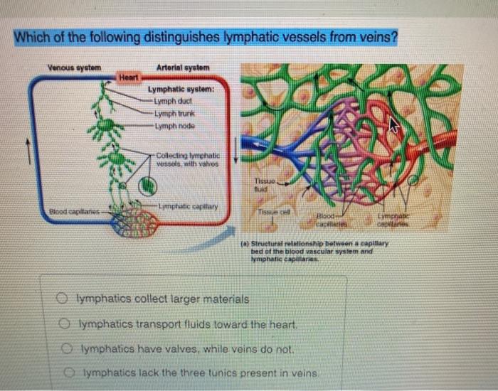 Solved Which of the following distinguishes lymphatic