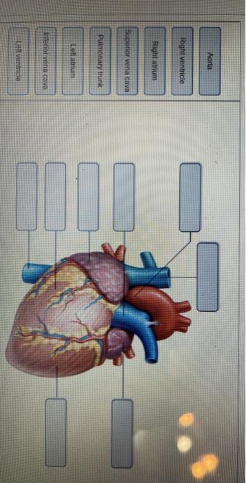 Solved -labeling Activity: Figure 17.3 Drag the appropriate | Chegg.com