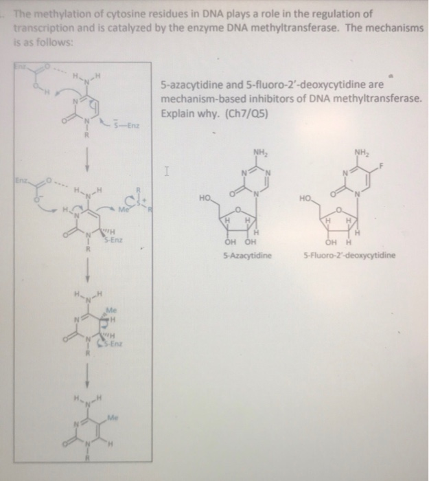 Solved The methylation of cytosine residues in DNA plays a | Chegg.com
