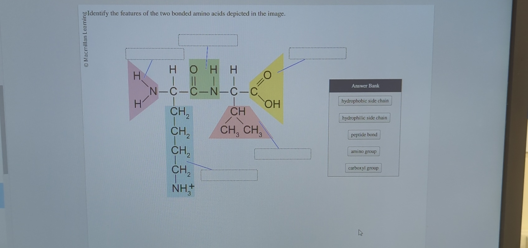 Solved ooIdentify the features of the two bonded amino acids | Chegg.com
