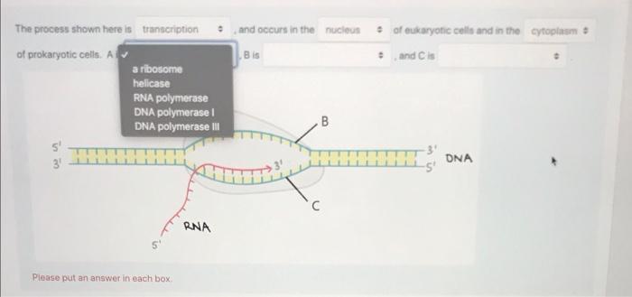 and occurs in the nucleus • of eukaryotic cells and | Chegg.com