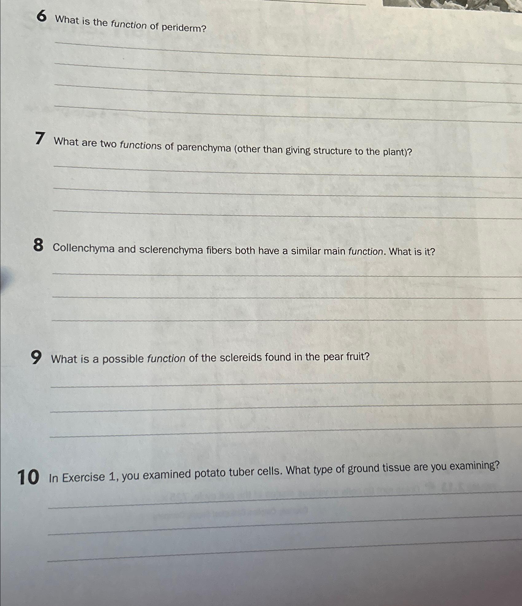 Solved 6 ﻿What is the function of periderm?7 ﻿What are two | Chegg.com
