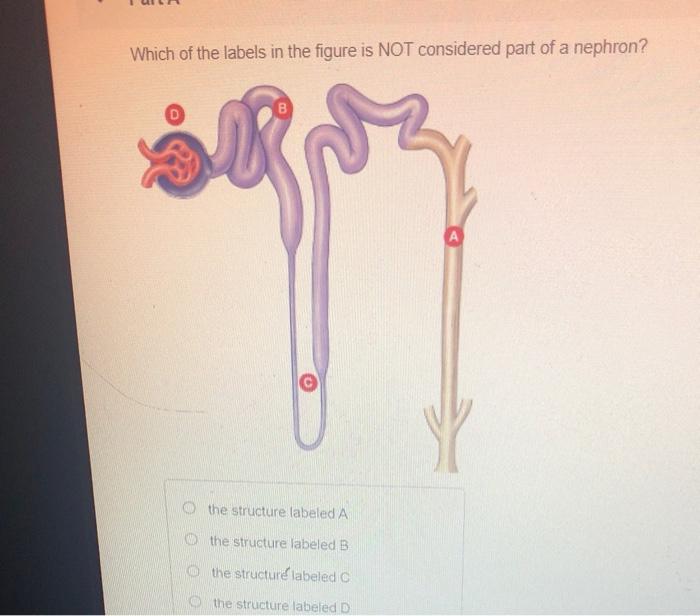 Solved Which Of These Statements About The Detrusor Muscle 