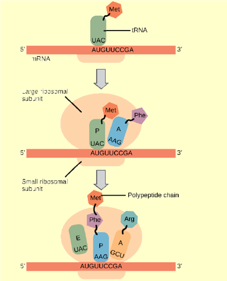 solved-many-antibiotics-inhibit-bacterial-protein-synthesis-for