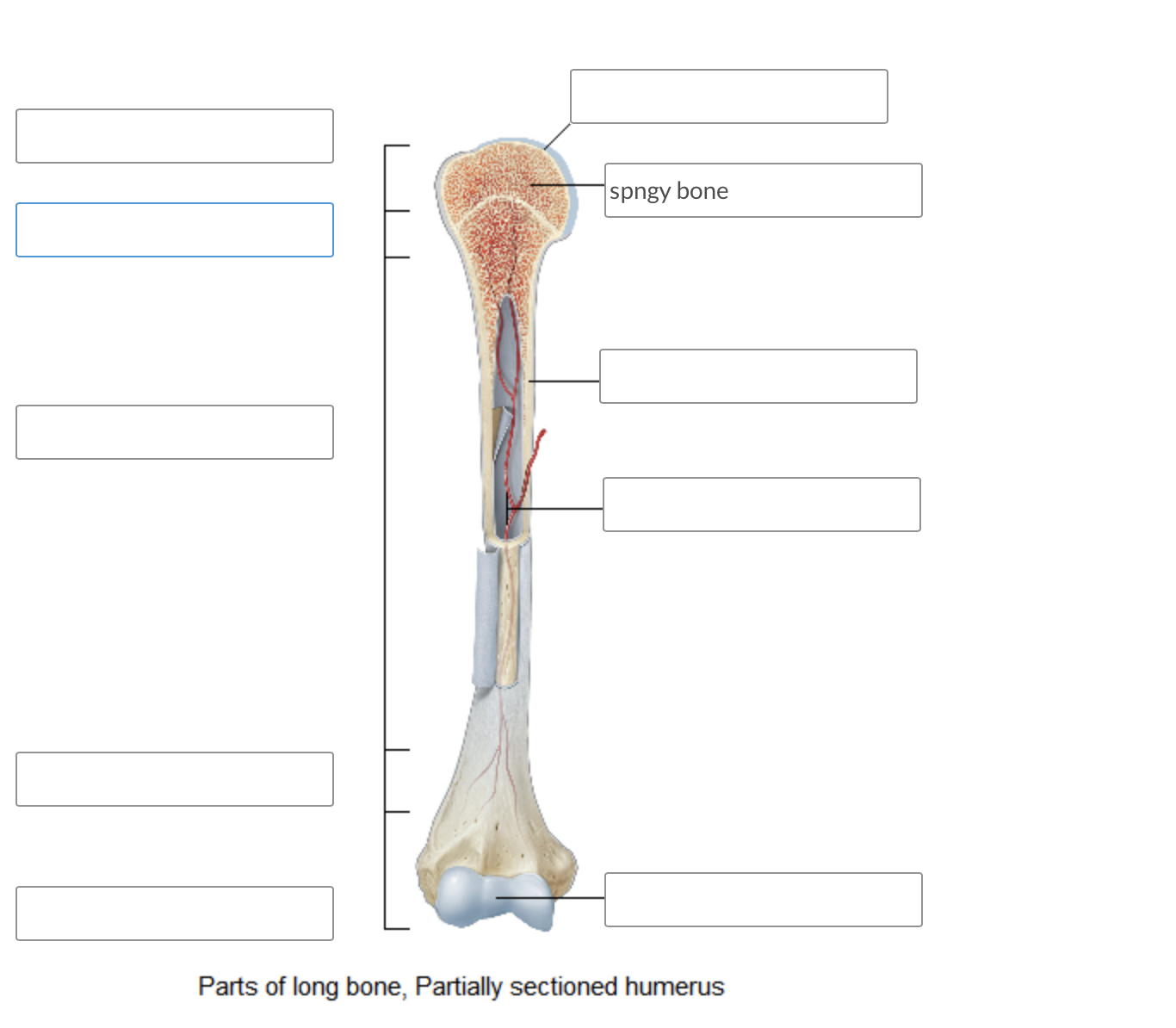 Solved label parts of te bone | Chegg.com