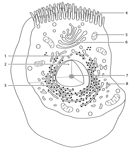 Identify the labeled structures in the diagram by writi... | Chegg.com