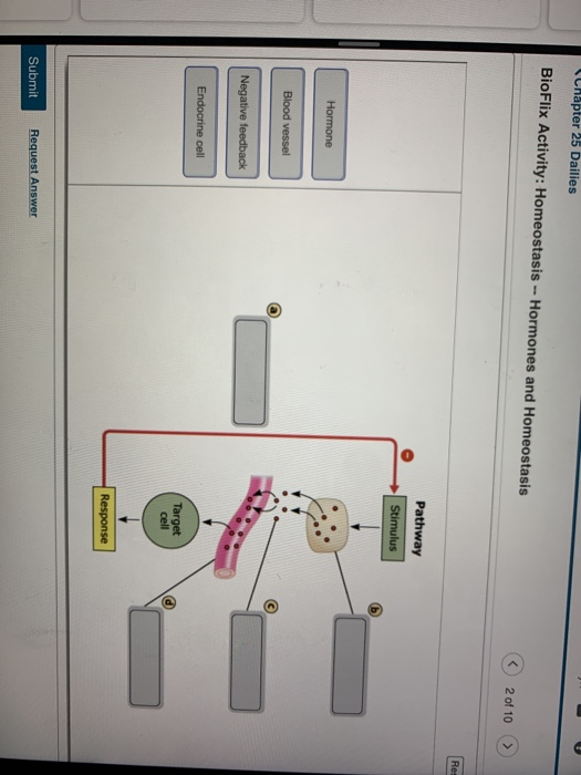 Chapter 25 Dailies Bioflix Activity Homeostasis Chegg 