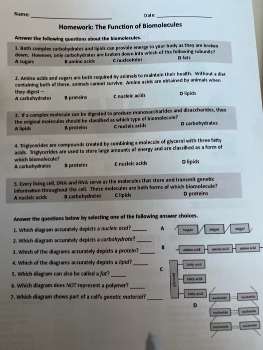 homework the function of biomolecules answer key